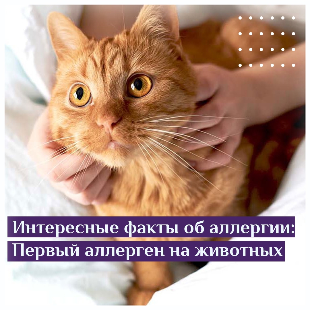Интересные факты об аллергии:Первый аллерген на животных